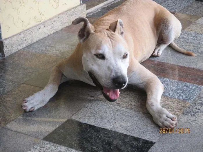 Cachorro raça Pit-Bull  idade 3 anos nome MEL