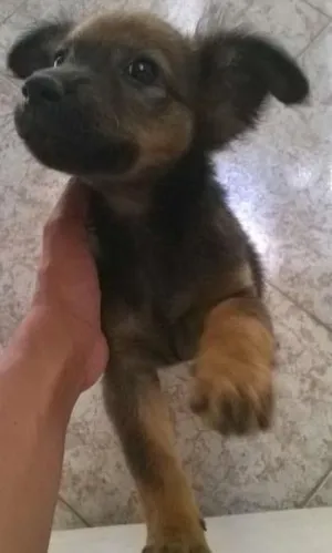 Cachorro raça  idade Abaixo de 2 meses nome sem nome