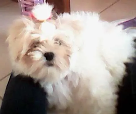 Cachorro ra a Lhasa Apso idade 1 ano nome Isi