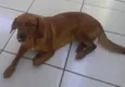 Mel