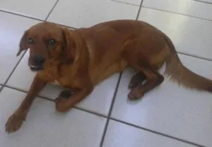 Cachorro raça cruza de pastor alemão com coker idade 1 ano nome Mel