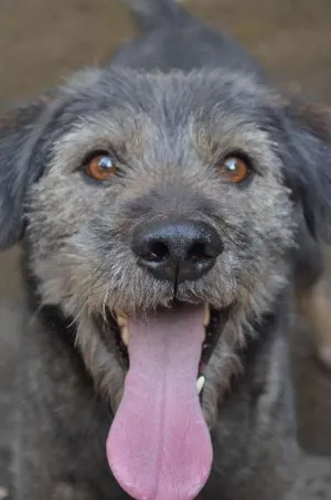 Cachorro raça SRD idade 6 ou mais anos nome Nego