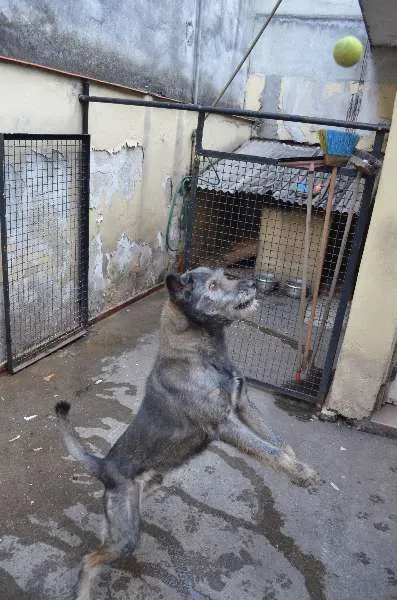 Cachorro ra a SRD idade 6 ou mais anos nome Nego