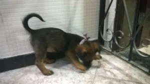 Cachorro raça  idade Abaixo de 2 meses nome Belly