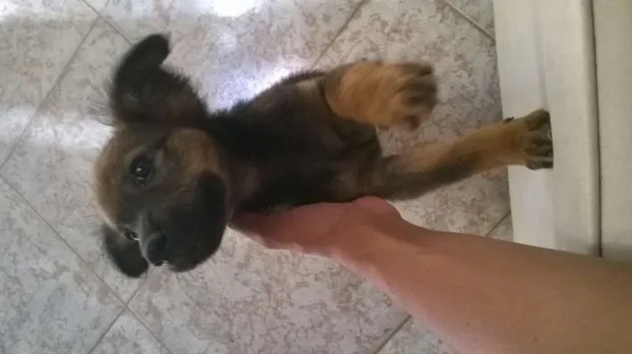 Cachorro raça  idade Abaixo de 2 meses nome Belly