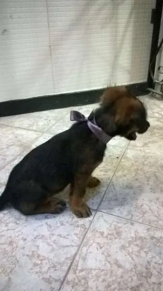 Cachorro raça  idade Abaixo de 2 meses nome Belly