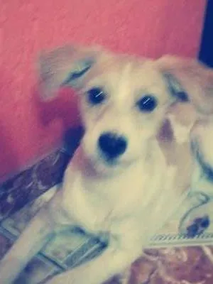 Cachorro ra a vira lata idade 7 a 11 meses nome nina