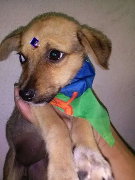 Cachorro ra a SRD idade 2 a 6 meses nome MEL
