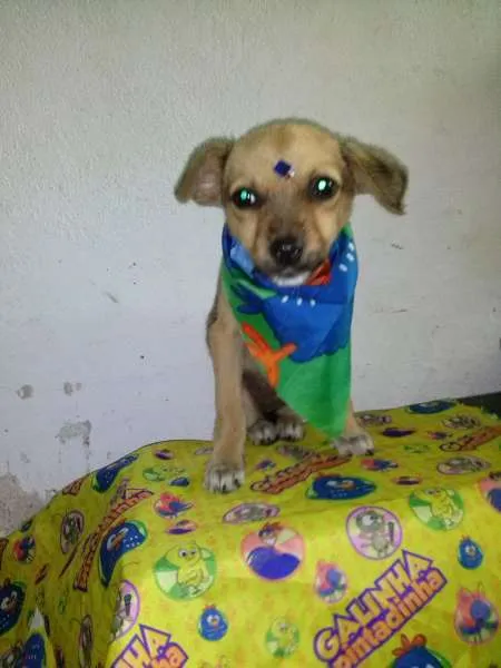 Cachorro ra a SRD idade 2 a 6 meses nome MEL