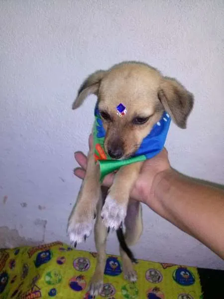 Cachorro ra a SRD idade 2 a 6 meses nome MEL