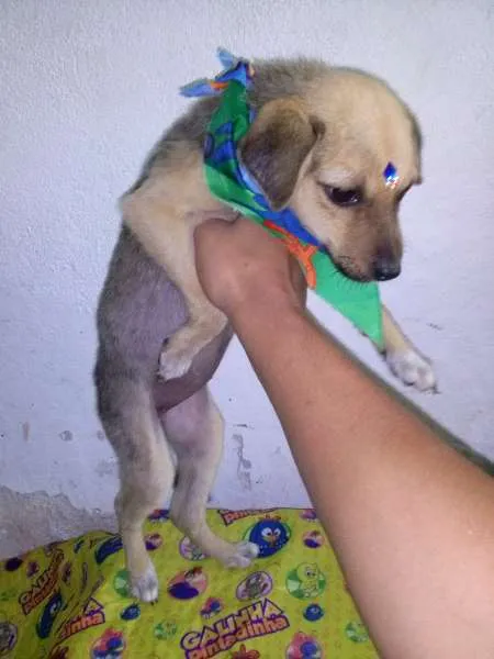 Cachorro ra a SRD idade 2 a 6 meses nome MEL