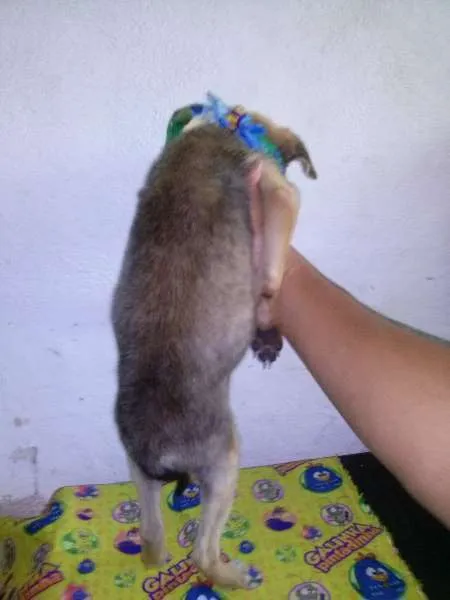 Cachorro ra a SRD idade 2 a 6 meses nome MEL