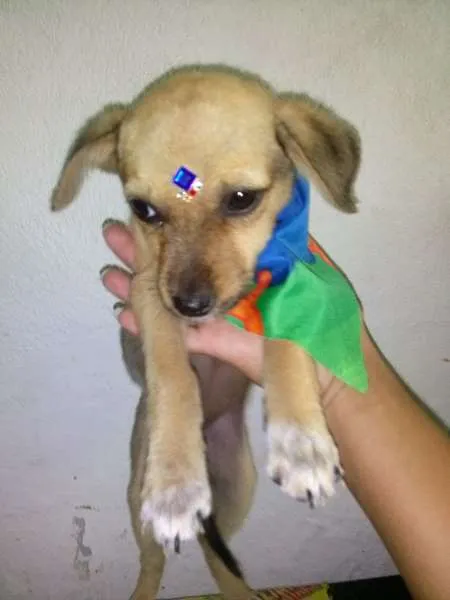 Cachorro ra a SRD idade 2 a 6 meses nome MEL