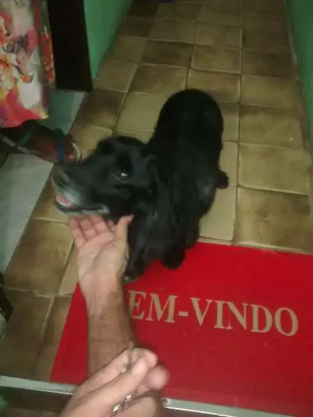 Cachorro raça Cocker idade 1 ano nome Desconhecido