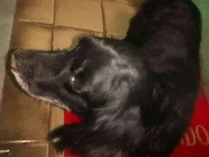 Cachorro raça Cocker idade 1 ano nome Desconhecido