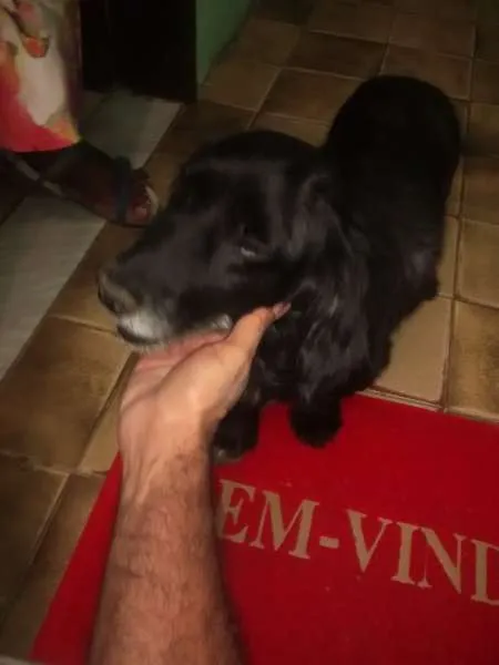Cachorro raça Cocker idade 1 ano nome Desconhecido
