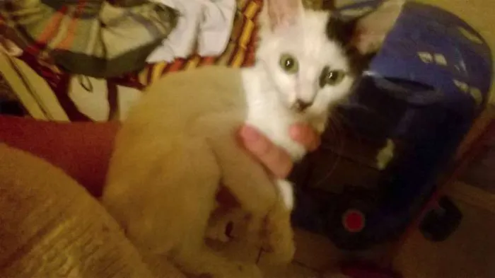 Gato ra a indefinida idade Abaixo de 2 meses nome ainda não tem nome
