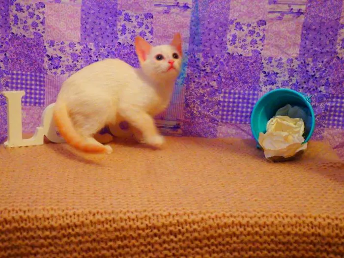 Gato ra a Siamês Yellow point idade 2 a 6 meses nome Chanel