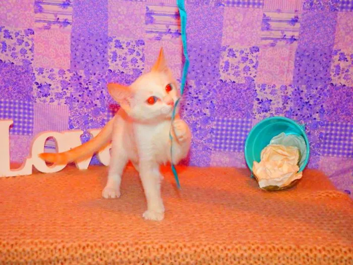 Gato ra a Siamês Yellow point idade 2 a 6 meses nome Chanel