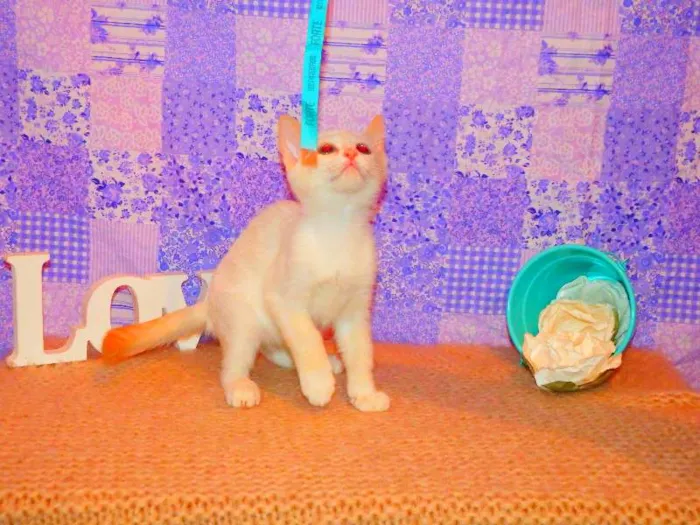 Gato ra a Siamês Yellow point idade 2 a 6 meses nome Chanel