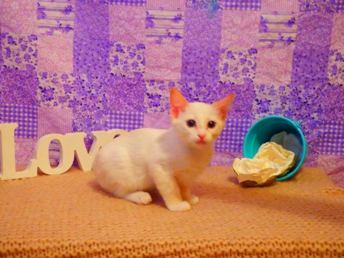 Gato ra a Siamês Yellow point idade 2 a 6 meses nome Chanel