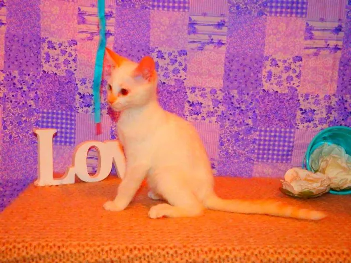 Gato ra a Siamês Yellow point idade 2 a 6 meses nome Chanel