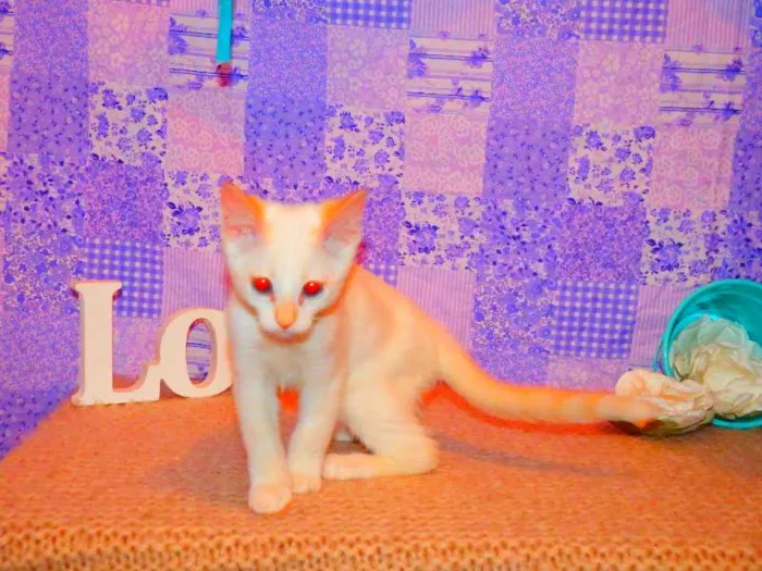 Gato ra a Siamês Yellow point idade 2 a 6 meses nome Chanel