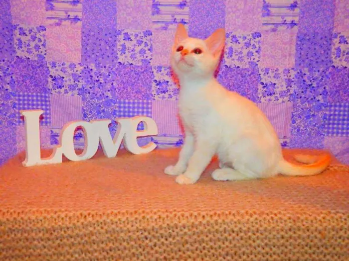 Gato ra a Siamês yellow point idade 2 a 6 meses nome Chantilly