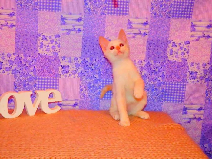 Gato ra a Siamês yellow point idade 2 a 6 meses nome Chantilly