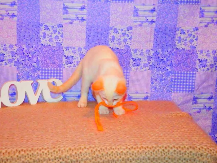 Gato ra a Siamês yellow point idade 2 a 6 meses nome Chantilly