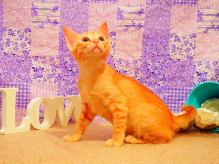 Gato ra a SRD idade 2 a 6 meses nome Frida