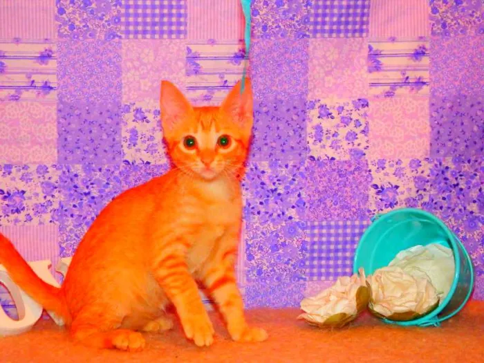 Gato ra a SRD idade 2 a 6 meses nome Frida