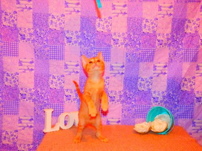 Gato ra a SRD idade 2 a 6 meses nome Frida