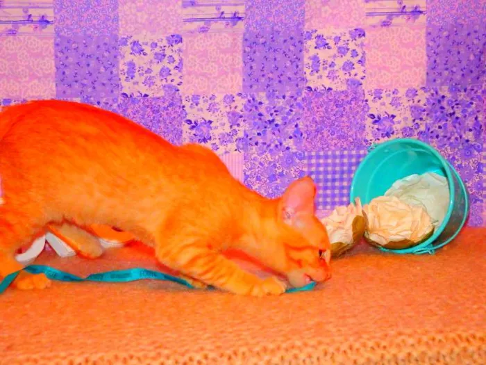 Gato ra a SRD idade 2 a 6 meses nome Frida