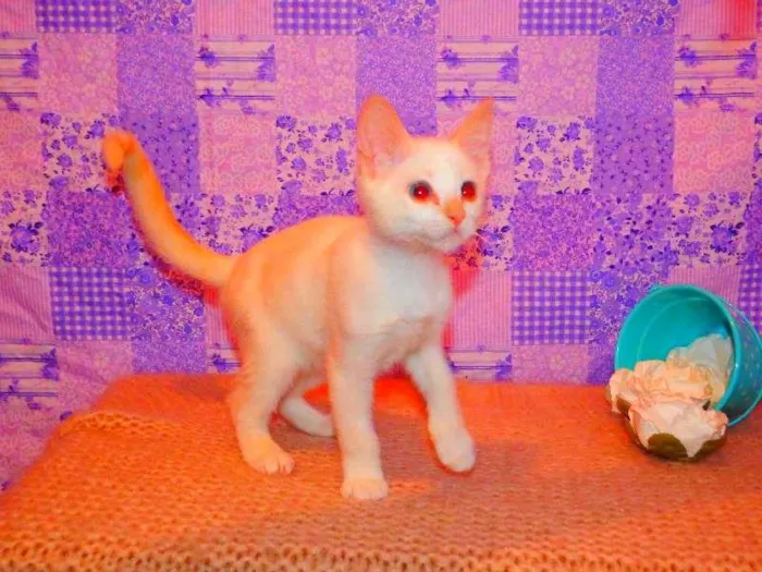 Gato ra a Siamês yellow point idade 2 a 6 meses nome Lola