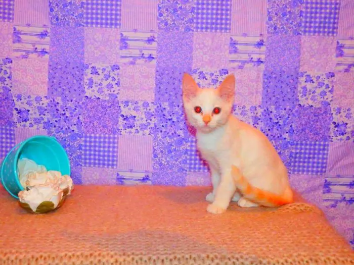 Gato ra a Siamês yellow point idade 2 a 6 meses nome Lola