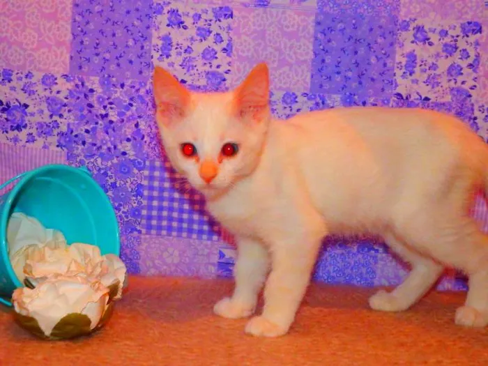 Gato ra a Siamês yellow point idade 2 a 6 meses nome Lola