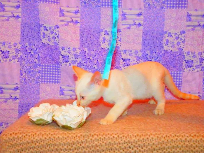Gato ra a Siamês yellow point idade 2 a 6 meses nome Tiffany