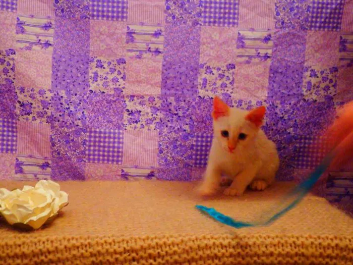 Gato ra a Siamês yellow point idade 2 a 6 meses nome Tiffany