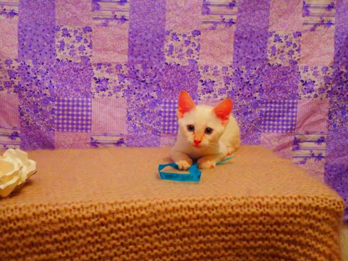 Gato ra a Siamês yellow point idade 2 a 6 meses nome Tiffany