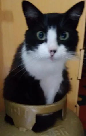 Gato raça SRD idade 4 anos nome MANUELA