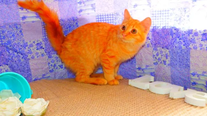 Gato ra a SRD idade 2 a 6 meses nome Flora