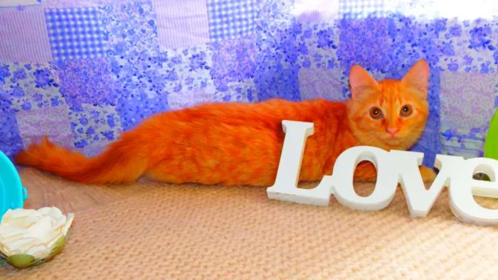 Gato ra a SRD idade 2 a 6 meses nome Flora