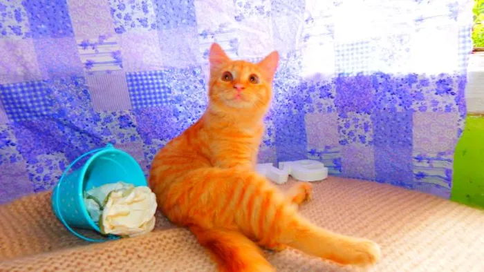Gato ra a SRD idade 2 a 6 meses nome Flora