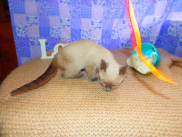 Gato ra a SRD idade 2 a 6 meses nome Pandora