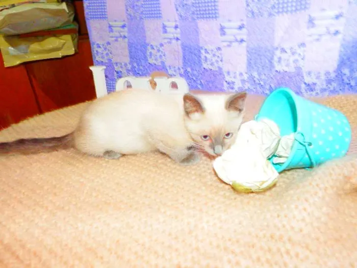 Gato ra a SRD idade 2 a 6 meses nome Pandora