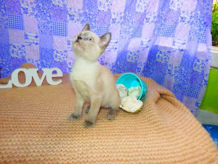 Gato ra a SRD idade 2 a 6 meses nome Pandora