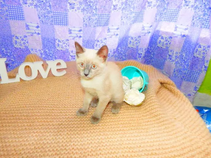 Gato ra a SRD idade 2 a 6 meses nome Pandora