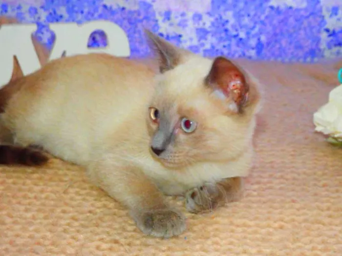 Gato ra a SRD idade 2 a 6 meses nome Pandora