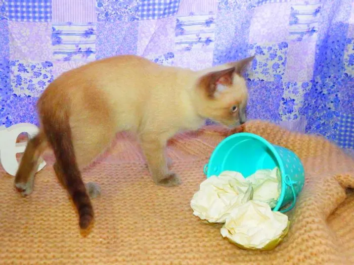 Gato ra a SRD idade 2 a 6 meses nome Pandora
